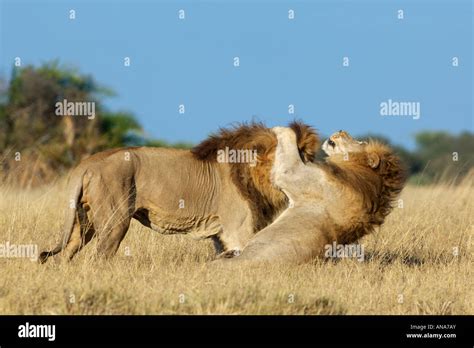 Two male lions play fighting hi-res stock photography and images - Alamy