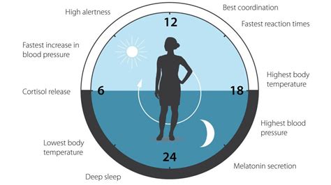 Circadian Rhythms Explained - Bullet Proof Bodies