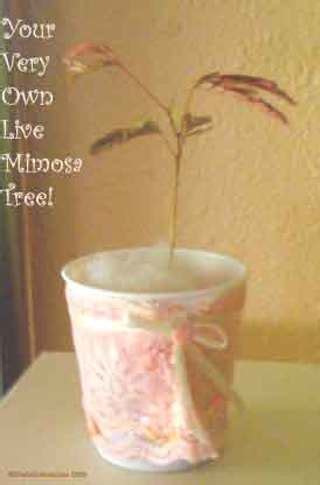 Free: Pink Mimosa (Silk) Tree SEEDS, 1 Pod (About 10 Seeds) - Gardening ...