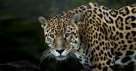 Jaguar logra máxima protección ambiental gracias a Costa Rica