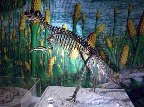 GEOL 104: Marginocephalia: That's Using Your Head! | Fossils, Prehistoric, Science museum