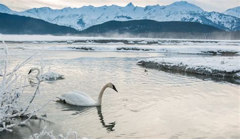 Do Swans Fly? Flight, Migration, and Pinioning Explained - Exploration ...