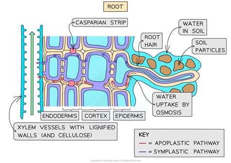 IB DP Biology: HL复习笔记9.1.3 The Roots & Water Transport-翰林国际教育