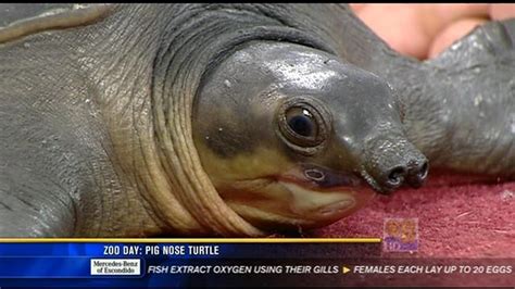 Zoo Day: Pig nose turtle | cbs8.com