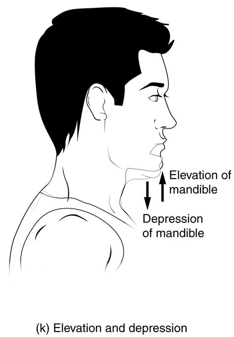 Protraction Anatomy