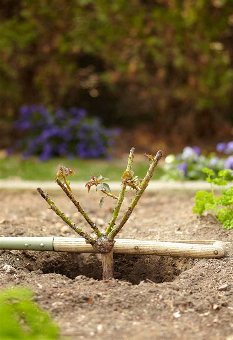 Tips for Pruning Roses | Better Homes & Gardens