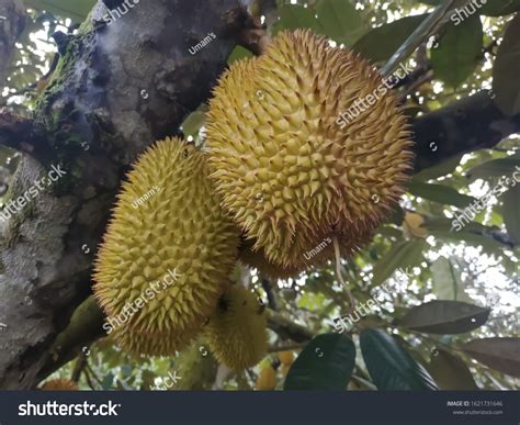 Durian Fruit Plants Tree Typical Kalimantan Stock Photo (Edit Now ...