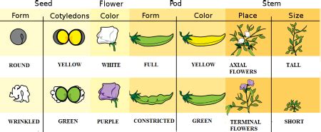 Heritable Traits Overview, Examples & Importance | Study.com