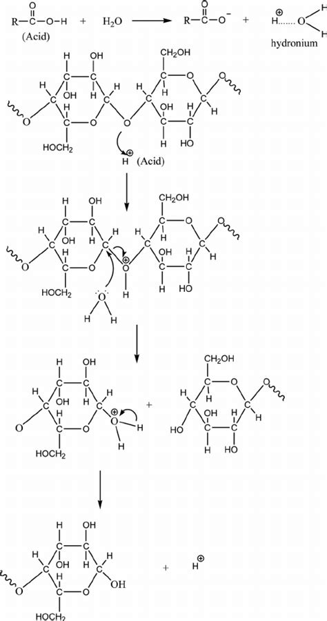 Mechanism of acid hydrolysis of cellulose. | Download Scientific Diagram