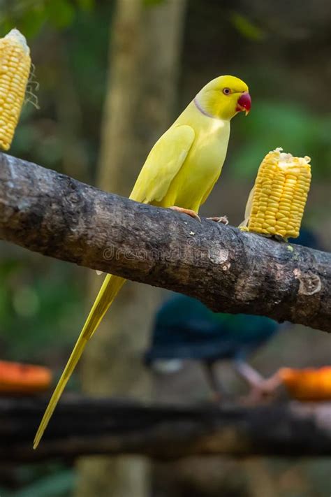 Parrot feeding stock image. Image of feeding, interacting - 116623947