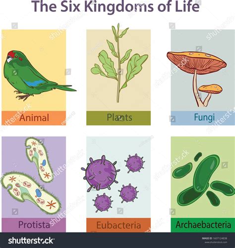 Domain and Kingdoms of Organisms classification chart infographic ...