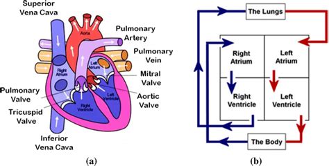 a Structure of Human Heart and b Flow of blood in chambers and other... | Download Scientific ...