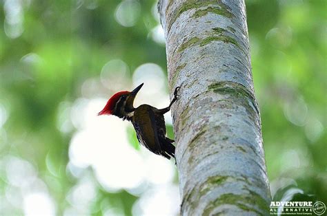 Maliau Basin | Adventure Alternative Borneo