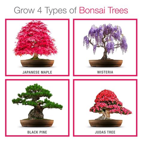 Grow Your own Bonsai kit - Easily Grow 4 Types of Bonsai Trees with Our Complete Beginner ...