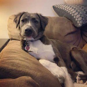 Long Haired Pitbulls: A Rare But Possible Occurrence!