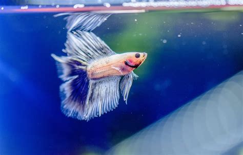 How Much Should a Betta Fish Eat? - Pet Food Guide