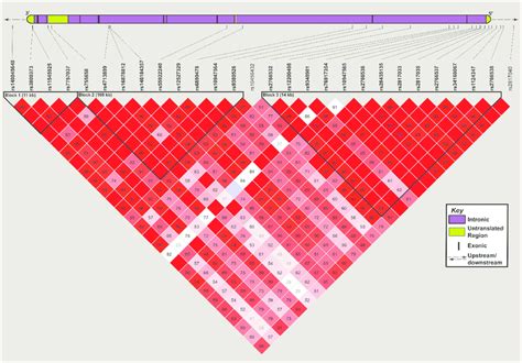 Haplotype block structures in the FKBP5 region. A collated version of ...