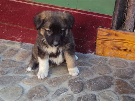 Romanian Carpathian Shepherd /Sheepdog (Ciobănesc Românesc Carpatin) Dog | Dogs, Puppies ...