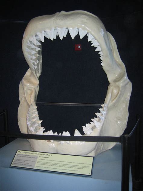 Shark Teeth | Shark teeth from one huge shark at a fish plac… | Flickr