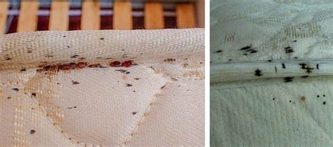 Can You See Bed Bugs With the Human Eye On Your Skin?