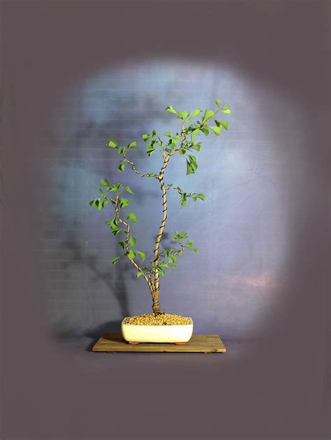 Ginkgo Biloba Bonsai Tree pre-historic Collection | Etsy | Bonsai tree, Bonsai, Pre bonsai