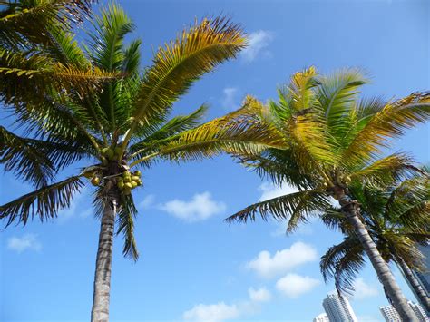 Florida Palm Trees Against Blue Sky