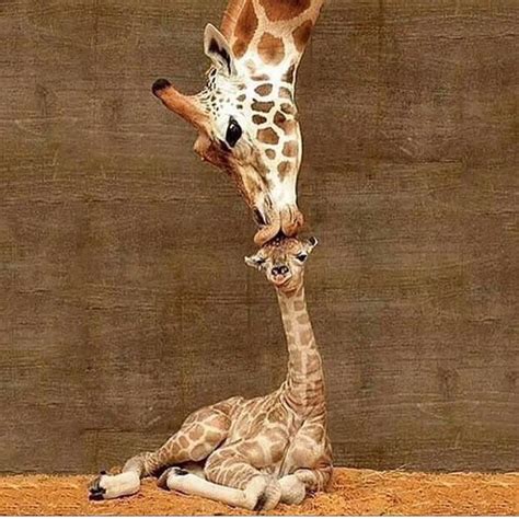 Mother and baby giraffe | Cute animals, Baby animals, Cute baby animals