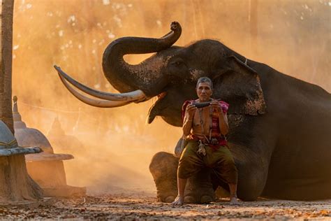 Native Thai Mahout Elder In Local Traditional Northeast Costume Holding A Tusk Instrument ...