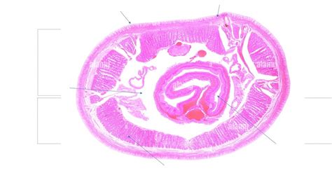 Phylum: Annelida; Coelom; Earthworm Diagram | Quizlet