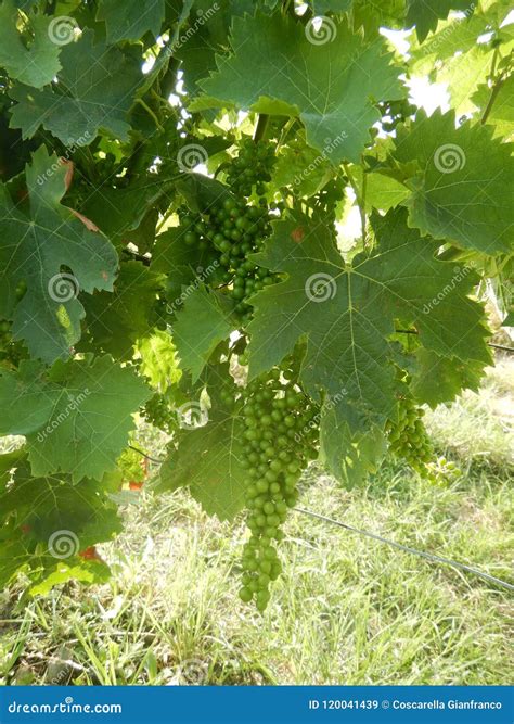 Bunches of Muscat Grapes Growing Stock Image - Image of italy, langa: 120041439