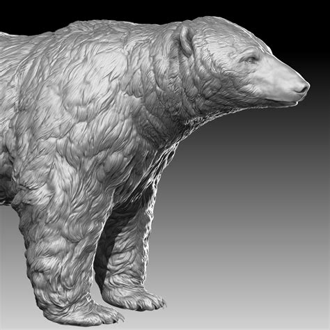 Polar bear realistic model - TurboSquid 1281326