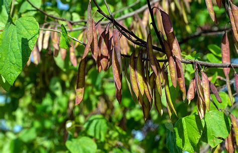 Eastern Redbud Tree In Summer