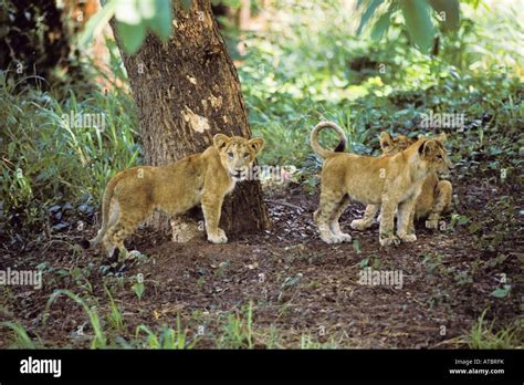 Asiatic lion (Panthera leo persica), cubs, India Stock Photo - Alamy