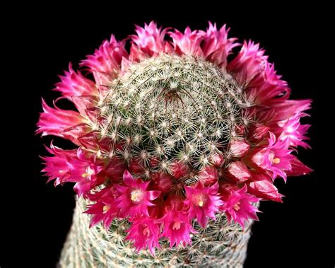 Trend frontier High Quality Low Cost Online sales cheap of experts Mammillaria Guelzowiana cacti ...