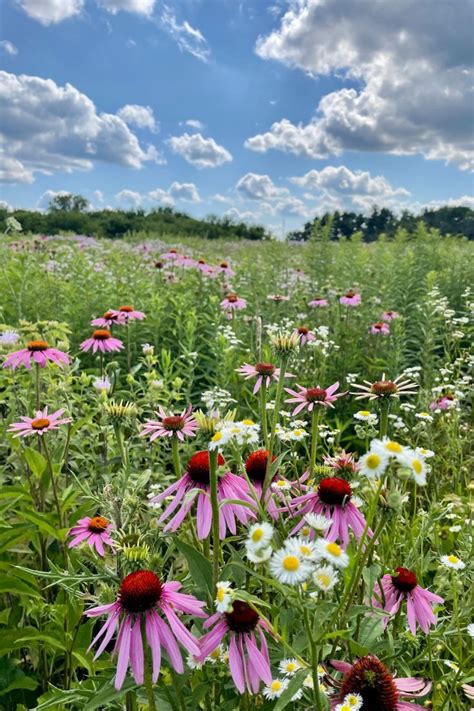 Wildflower aesthetic in 2023 | Wild flower meadow, Beautiful flowers ...