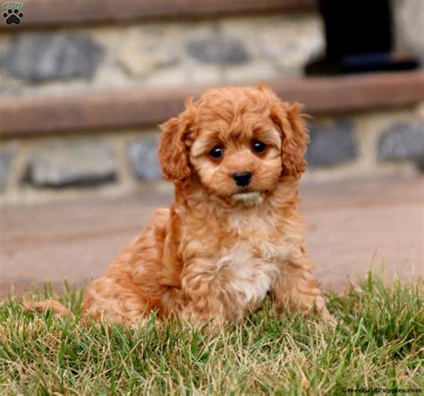 Toy Poodle And Golden Retriever Mix | Wow Blog