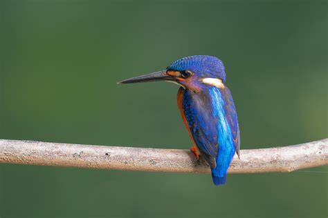 Blue-eared Kingfisher – Birds of Singapore