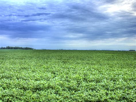 Cornfields Near the High Point at Hawkeye Point, Iowa image - Free ...