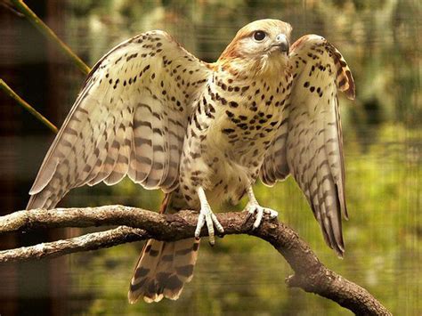 Mauritius Kestrel - Wildlife Preservation Canada