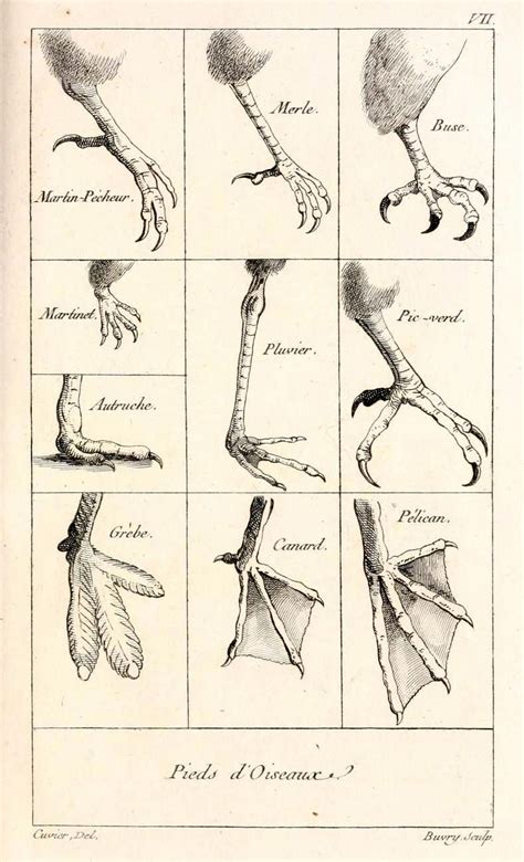 Pieds d'Oiseaux - The Feet of Birds You can... - Biomedical Ephemera, or: A Frog for Your Boils