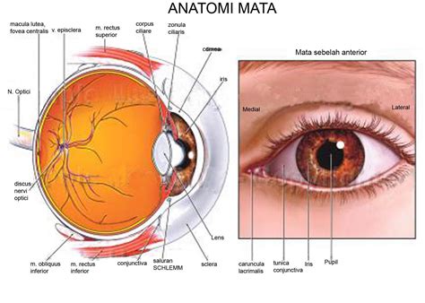 andar punya cerita: Anatomi Mata Manusia