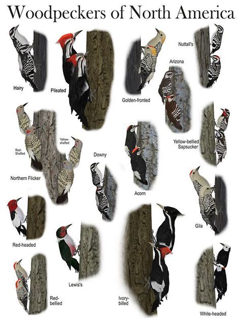 woodpeckers | Pet birds, Beautiful birds, Bird identification