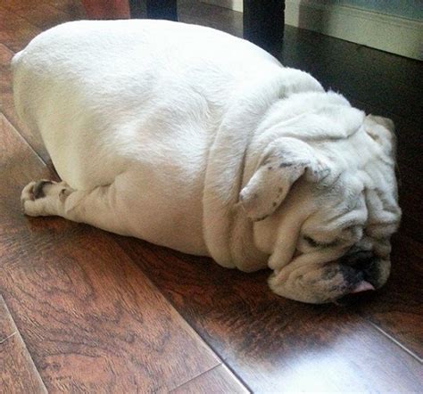 18 Hilarious Photos That Prove English Bulldogs Can Sleep Absolutely ...