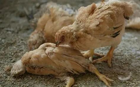 22 Common Chicken Diseases And Treatment You Should Know