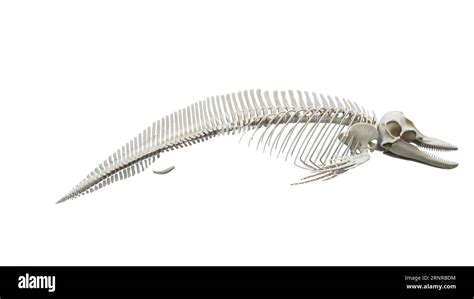 Dolphin's skeletal system, illustration Stock Photo - Alamy