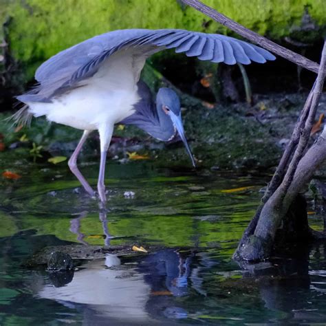 Curaçao Rif Mangrove Park Guided Tour – Curacao Activities