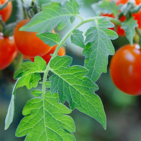 Tomato Leaf Fragrance Oil - CandleScience