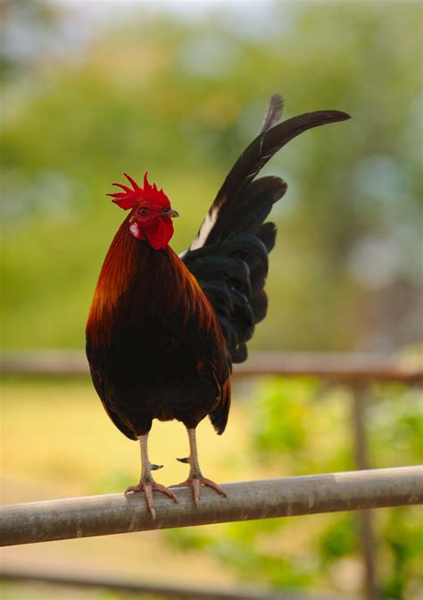 Wild Chicken | Wild Chicken roaming around the beach park be… | Flickr