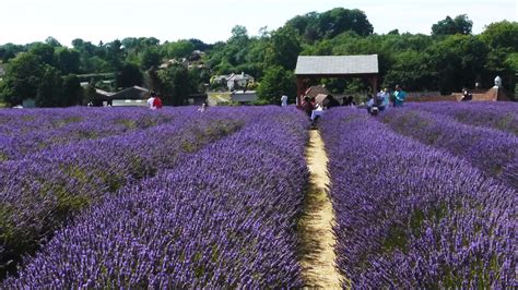 Mayfield Lavender Farm - Office BreaksOffice Breaks