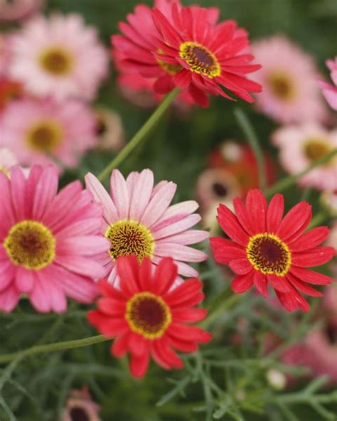 25 Colorful Types Of Daisies - Daisy Varieties For Your Garden